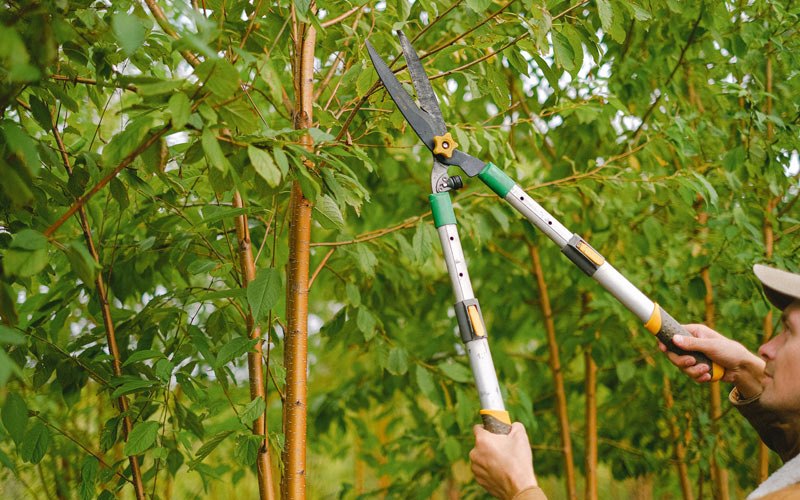 Tree trimming in Hazleton, PA