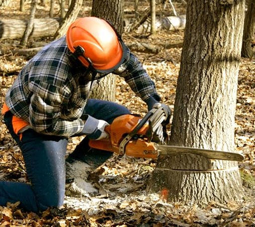 Tree Removal in Hazleton, PA